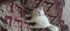 Persian cat long cot